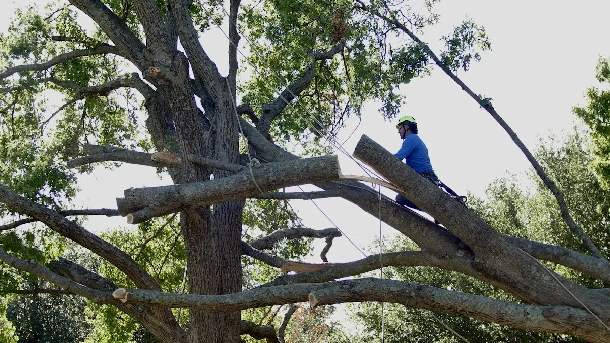 Professional Crown Thinning performed by certified arborists in Fort Belvoir