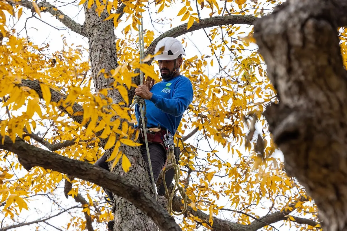 Skilled Tree Pruning crew working in Fort Belvoir