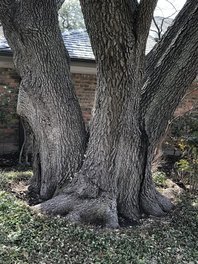 Mature heritage tree close to a Fort Belvoir property cared for by certified arborists